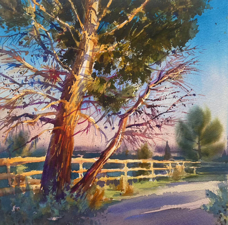 Atardecer sobre el pino pelado