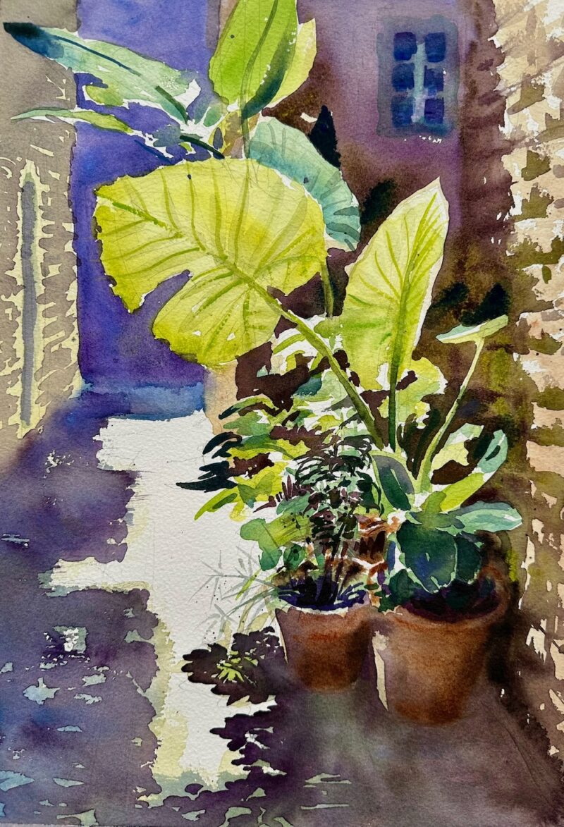 Paisaje urbano con Alocasia a contraluz